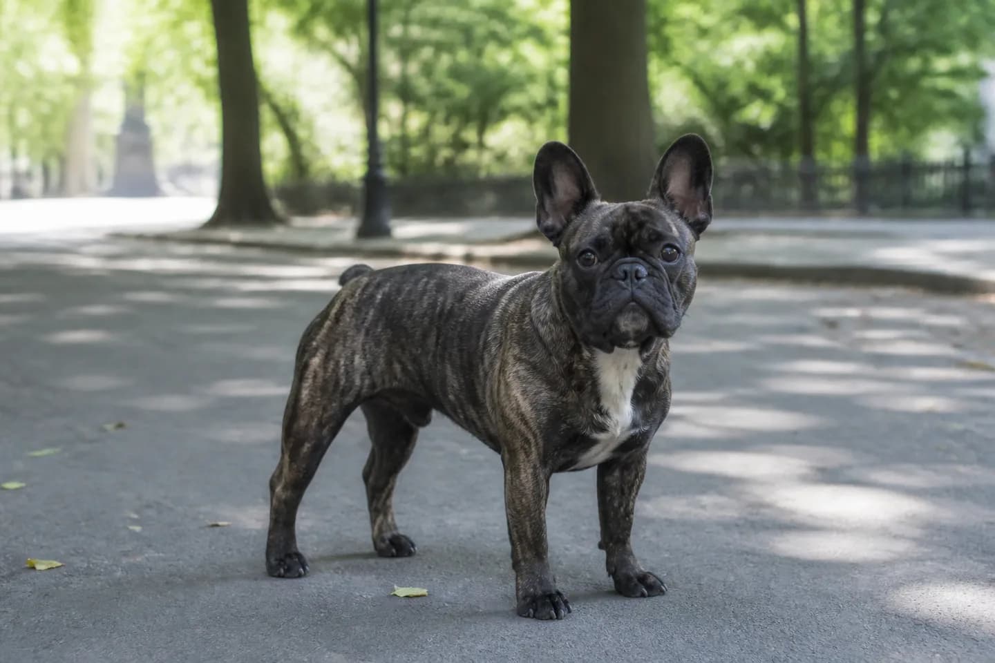 Brindle French Bulldog standing on a shaded park path